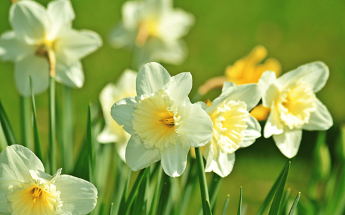 Fun Things to Do in Northwest Arkansas This Spring